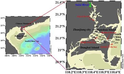 Spatial and seasonal variations of chlorophyll a in Zhanjiang Bay, China, and controlling factors